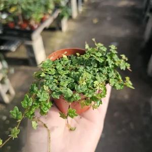 String of Frogs Ficus Pumila Quercifolia Live Plant 3in Pot Trailing Houseplant - Image 2
