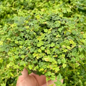 String of Frogs Ficus Pumila Quercifolia Live Plant - Rare Houseplant 2.5
