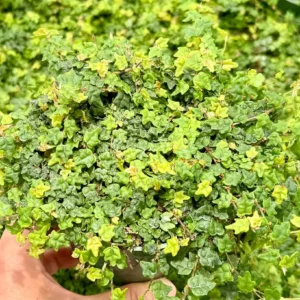 String of Frogs Ficus Pumila Quercifolia Live Plant - Rare Houseplant 2.5