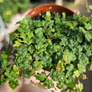 String of Frogs Ficus Pumila Quercifolia Live Plant 3in Pot Trailing Houseplant - Image 4