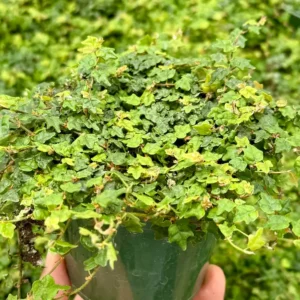 String of Frogs Ficus Pumila Quercifolia Live Plant - Rare Houseplant 2.5