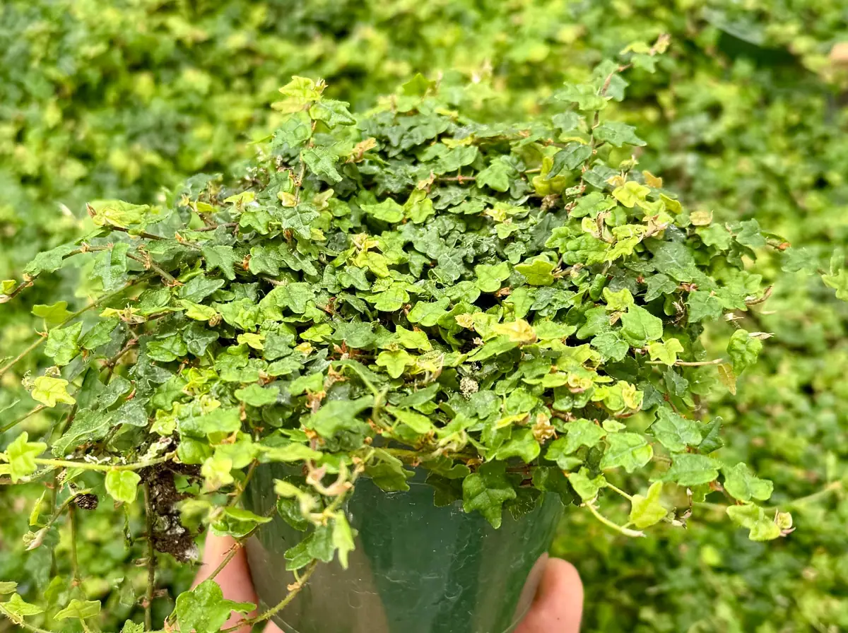 String of Frogs Ficus Pumila Quercifolia Live Plant - Rare Houseplant 2.5"-4" Pot - Image 4
