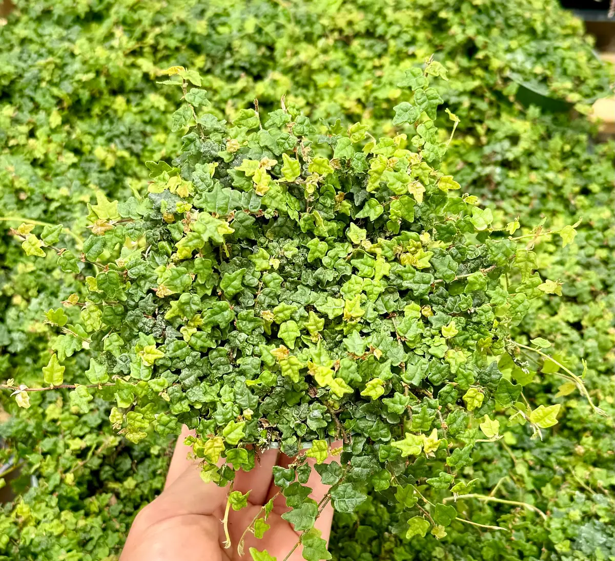 String of Frogs Ficus Pumila Quercifolia Live Plant - Rare Houseplant 2.5"-4" Pot - Image 5