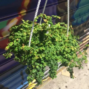 String of Frogs Live Plant 2 inch Pot - Vining Houseplant - Image 1