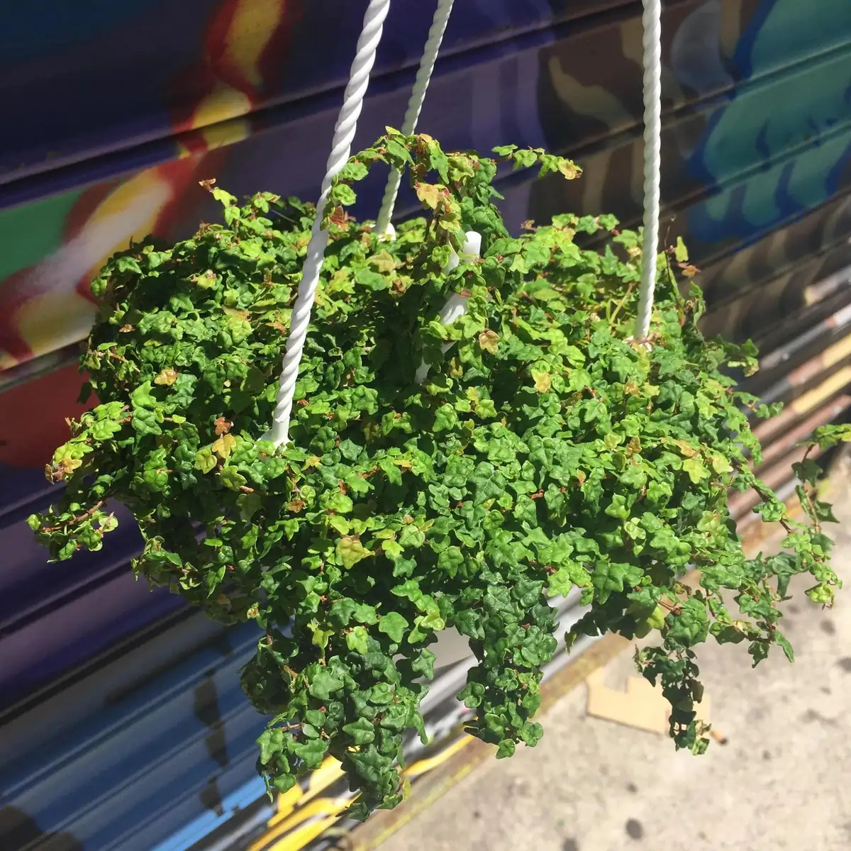 String of Frogs Live Plant 2 inch Pot - Vining Houseplant - Image 1