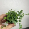 String of Frogs Starter Plant – Live Houseplant – Indoor Trailing Vine - Image 1