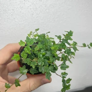 String of Frogs Starter Plant – Live Houseplant – Indoor Trailing Vine - Image 2