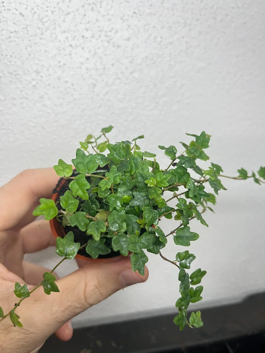 String of Frogs Starter Plant – Live Houseplant – Indoor Trailing Vine - Image 2