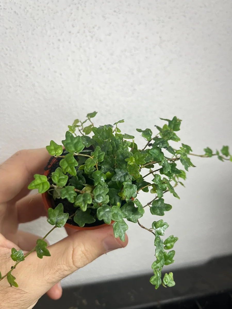 String of Frogs Starter Plant – Live Houseplant – Indoor Trailing Vine - Image 1