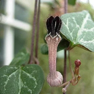 String of Hearts Live Plant - Ceropegia woodii - 2 Pack in 2