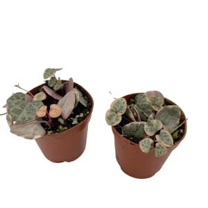 String of Hearts Live Plant - Ceropegia woodii - 2 Pack in 2" Pots - Indoor - Image 1