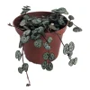String of Hearts Live Plant - Ceropegia Woodii - 2.5" Pot - Indoor Hanging Vine - Image 1