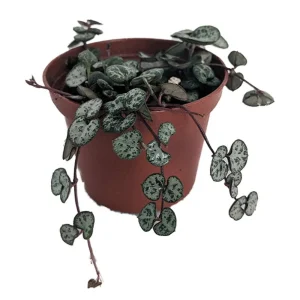 String of Hearts Live Plant - Ceropegia Woodii - 2.5" Pot - Indoor Hanging Vine - Image 1