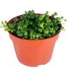 String of Pearls Live Plant - 4 inch Potted Succulent Indoor - Image 1