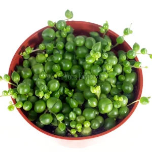 String of Pearls Live Plant - 4 inch Potted Succulent Indoor - Image 2