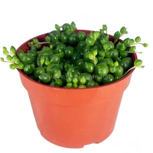 String of Pearls Live Plant - 4 inch Potted Succulent Indoor - Image 1