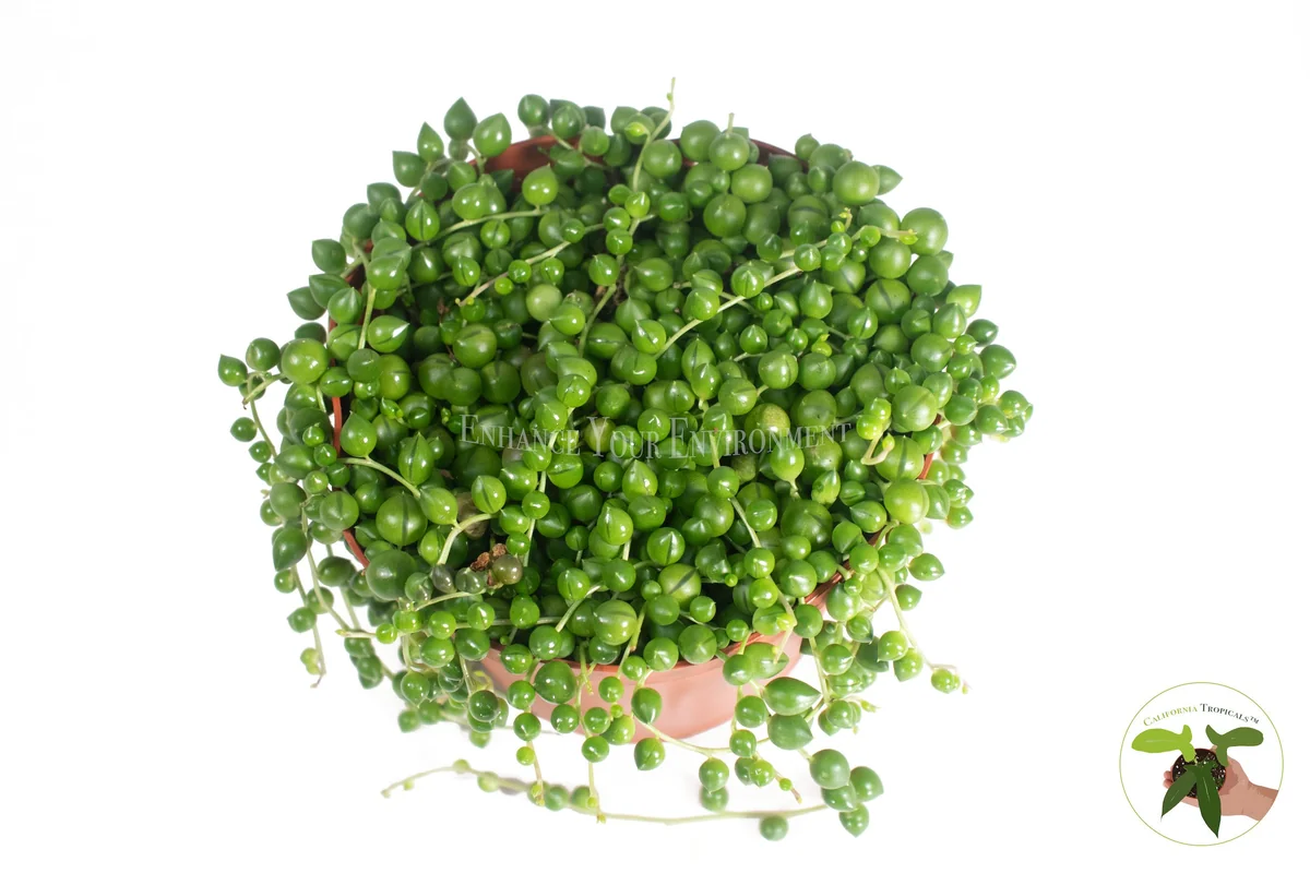 String of Pearls Live Succulent Plant – 6 inch Pot – Indoor Hanging Plant - Image 2