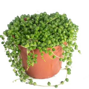 String of Pearls Live Succulent Plant – 6 inch Pot – Indoor Hanging Plant - Image 1