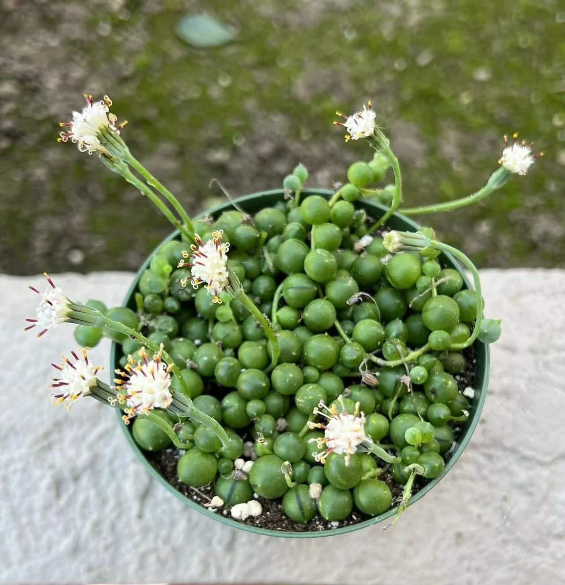 String of Pearls Live Succulent Plant – Trailing Houseplant – 2, 4, 6 inch pot - Image 10