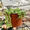 String of Pearls Live Succulent Plant – Trailing Houseplant – 2, 4, 6 inch pot - Image 1