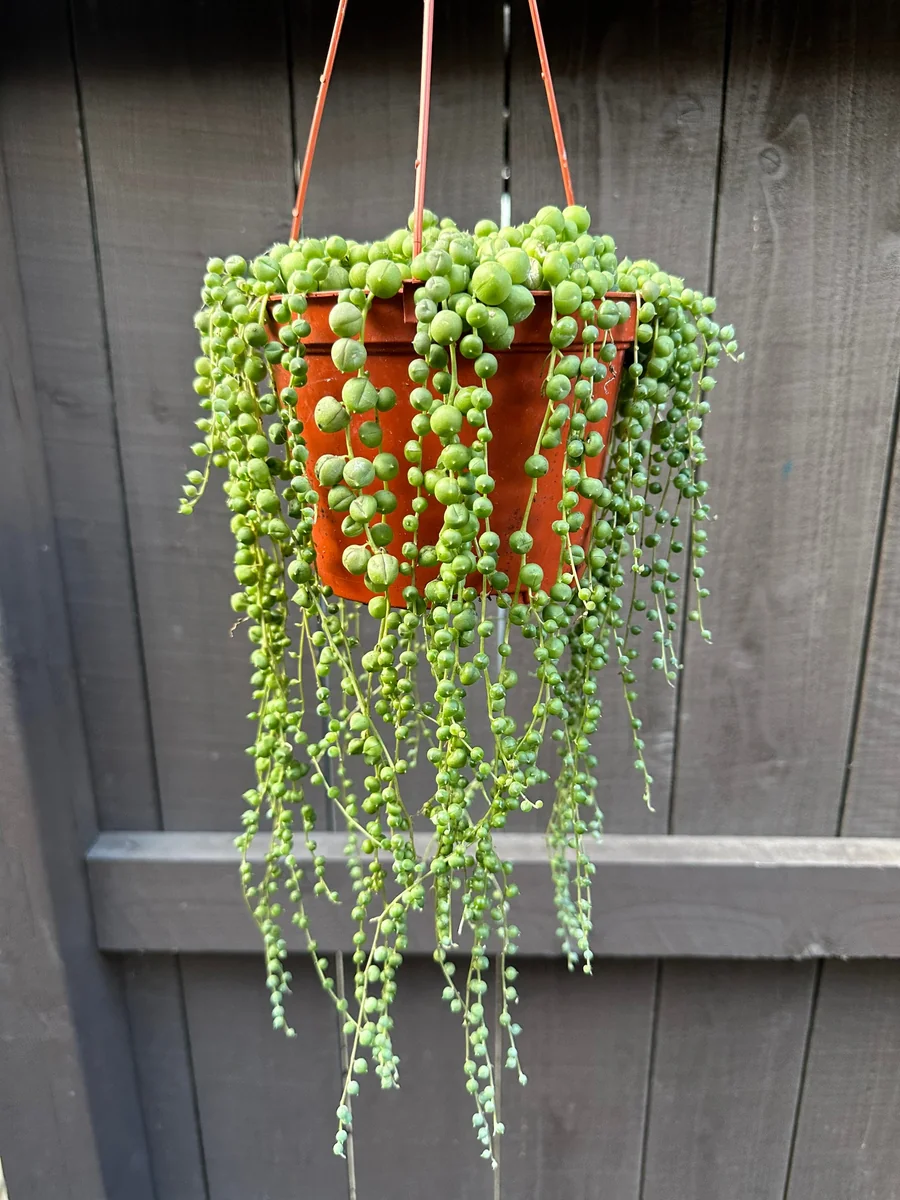 String of Pearls Live Succulent Plant – Trailing Houseplant – 2, 4, 6 inch pot - Image 2