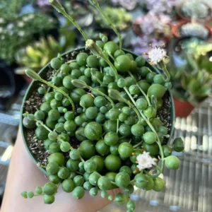String of Pearls Live Succulent Plant – Trailing Houseplant – 2, 4, 6 inch pot - Image 3