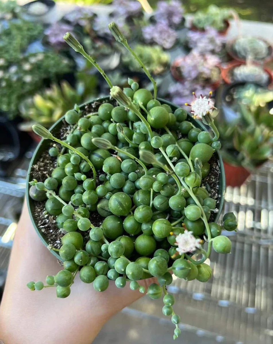 String of Pearls Live Succulent Plant – Trailing Houseplant – 2, 4, 6 inch pot - Image 3