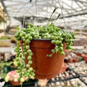 String of Pearls Live Succulent Plant – Trailing Houseplant – 2, 4, 6 inch pot - Image 1