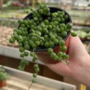 String of Pearls Live Succulent Plant – Trailing Houseplant – 2, 4, 6 inch pot - Image 4