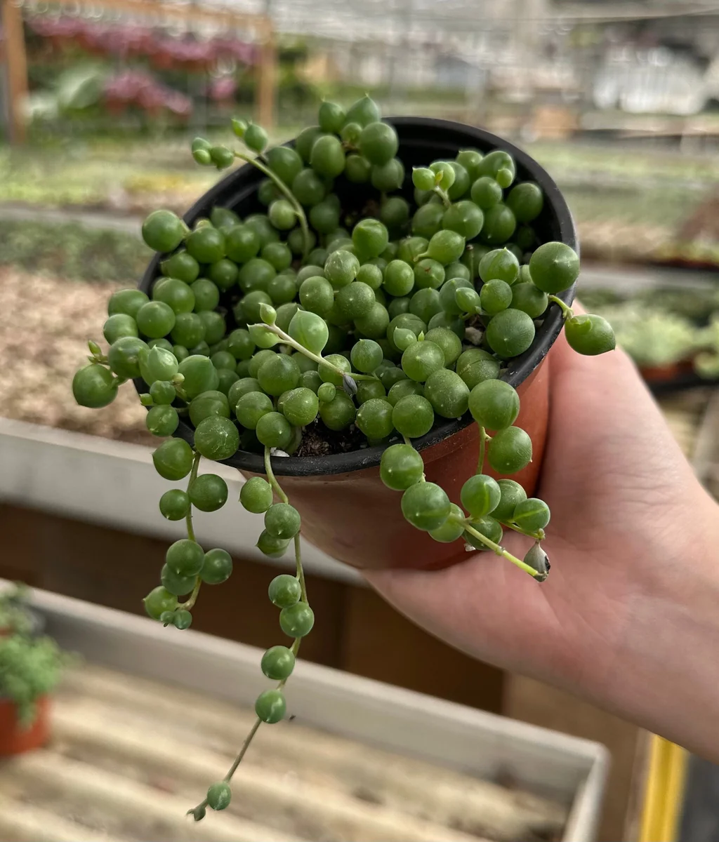 String of Pearls Live Succulent Plant – Trailing Houseplant – 2, 4, 6 inch pot - Image 4