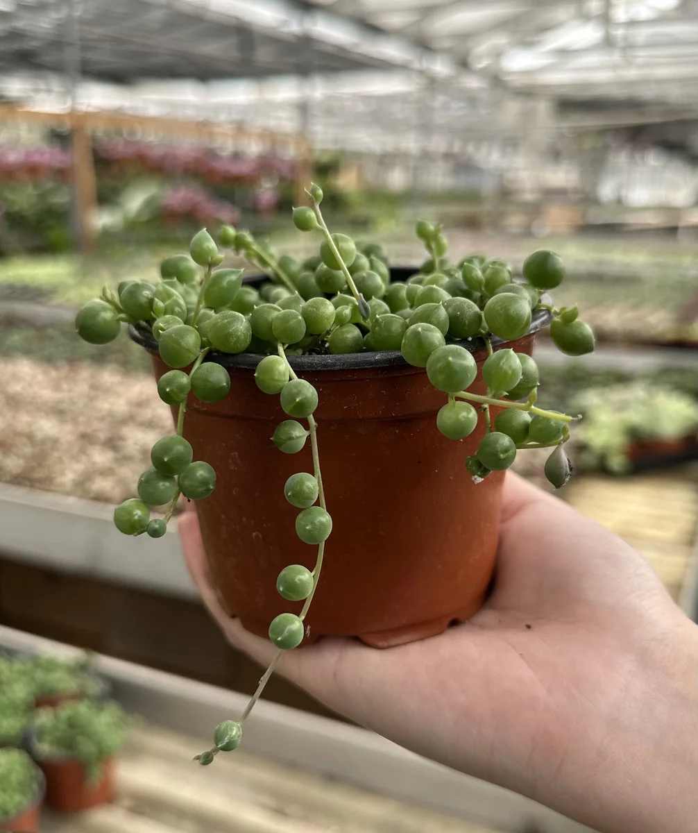String of Pearls Live Succulent Plant – Trailing Houseplant – 2, 4, 6 inch pot - Image 5