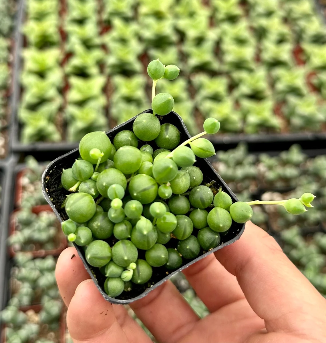 String of Pearls Live Succulent Plant – Trailing Houseplant – 2, 4, 6 inch pot - Image 6