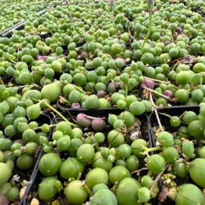 String of Pearls Live Succulent Plant – Trailing Houseplant – 2, 4, 6 inch pot - Image 7