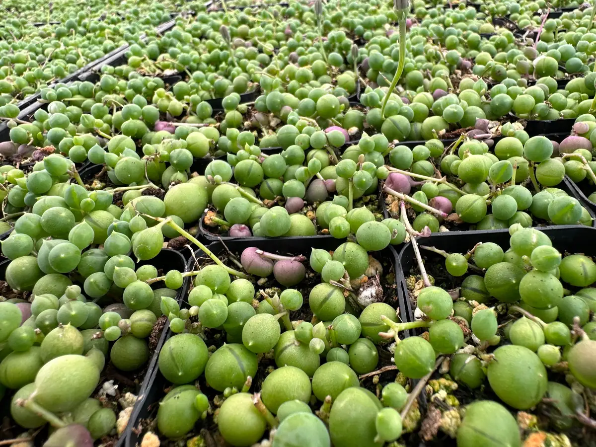 String of Pearls Live Succulent Plant – Trailing Houseplant – 2, 4, 6 inch pot - Image 7