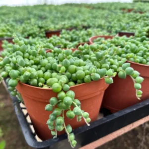 String of Pearls Live Succulent Plant – Trailing Houseplant – 2, 4, 6 inch pot - Image 8