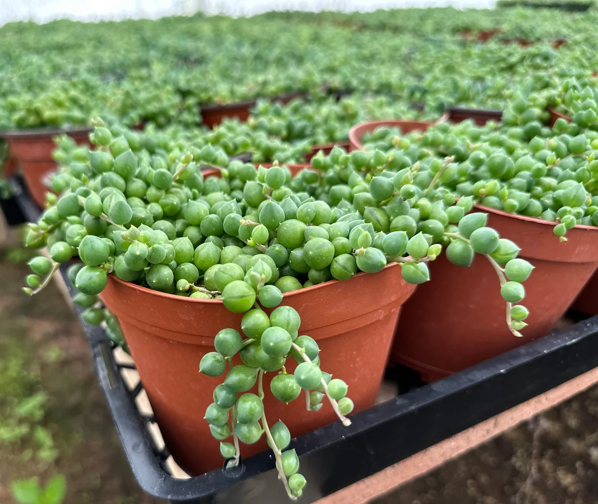 String of Pearls Live Succulent Plant – Trailing Houseplant – 2, 4, 6 inch pot - Image 8
