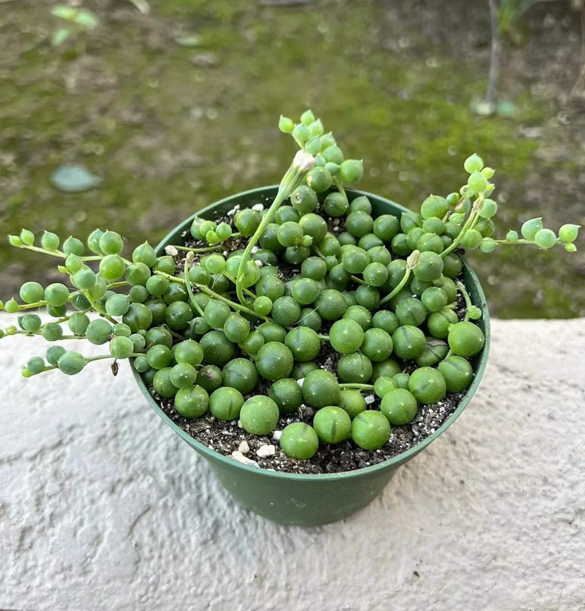 String of Pearls Live Succulent Plant – Trailing Houseplant – 2, 4, 6 inch pot - Image 9