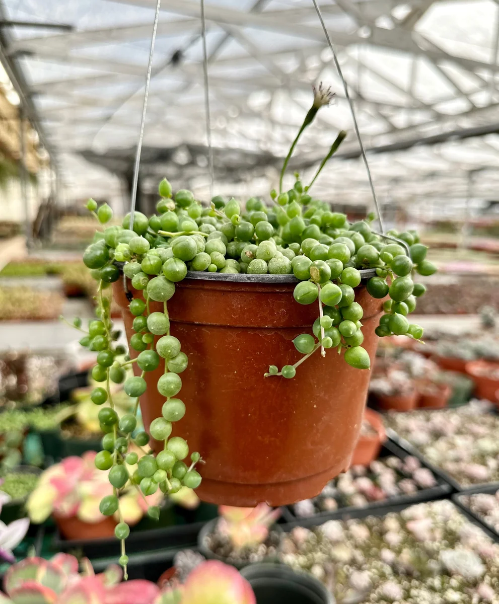 String of Pearls Live Succulent Plant – Trailing Houseplant – 2, 4, 6 inch pot - Image 1