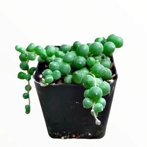 String of Pearls Senecio rowleyanus Succulent Plant – Live Houseplant – Trailing – 2-8 Inch Pot - Image 4