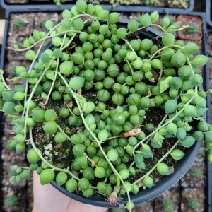 String of Pearls Senecio rowleyanus Succulent Plant – Live Houseplant – Trailing – 2-8 Inch Pot - Image 6