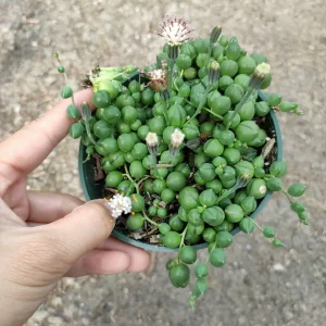 String of Pearls Senecio rowleyanus Succulent Plant – Live Houseplant – Trailing – 2-8 Inch Pot - Image 8