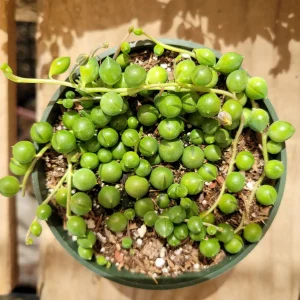 String of Pearls Senecio rowleyanus Succulent Plant – Live Houseplant – Trailing – 2-8 Inch Pot - Image 9
