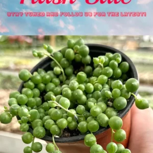 String of Pearls Succulent Live Plant - 4 inch Pot - Cascading Houseplant - Image 1