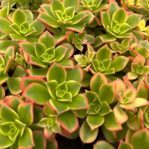 String of Pearls Succulent Live Plant - 4 inch Pot - Cascading Houseplant - Image 5