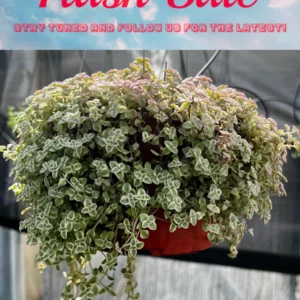 String of Pearls Succulent Live Plant - 4 inch Pot - Cascading Houseplant - Image 6