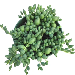 String of Raindrops Senecio Hybrid Succulent Live Plant - Trailing Foliage - Image 1