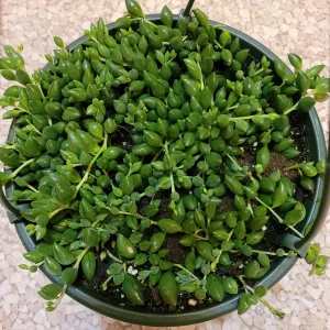 String of Raindrops Senecio Hybrid Succulent Live Plant - Trailing Foliage - Image 8