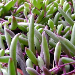 String of Rubies Succulent Plant – Othonna capensis – Live Plant – 2.5 inch Pot - Image 3