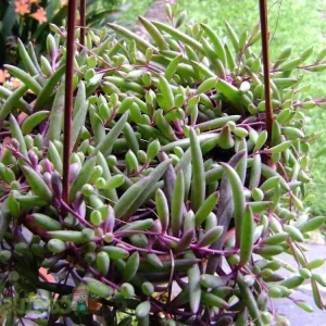 String of Rubies Succulent Plant – Othonna capensis – Live Plant – 2.5 inch Pot - Image 5