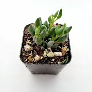 String of Tears Senecio citriformis Live Succulent Plant - Unique Trailing Foliage - Image 2